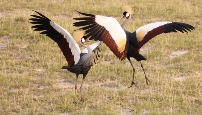 Serengeti Safaris in Tanzania 