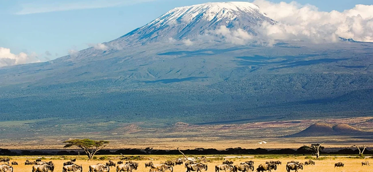 mount kilimanjaro and wildlife combine safari