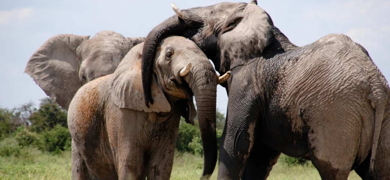 Wildlife & Zanzibar Beach Holiday