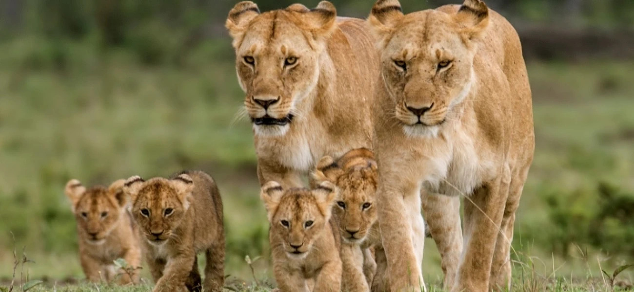  best of Tanzania luxury Safari