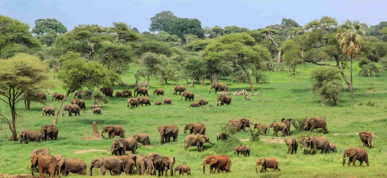 3 Day Lake Manyara & Tarangire Getaway A Short Safari Escape