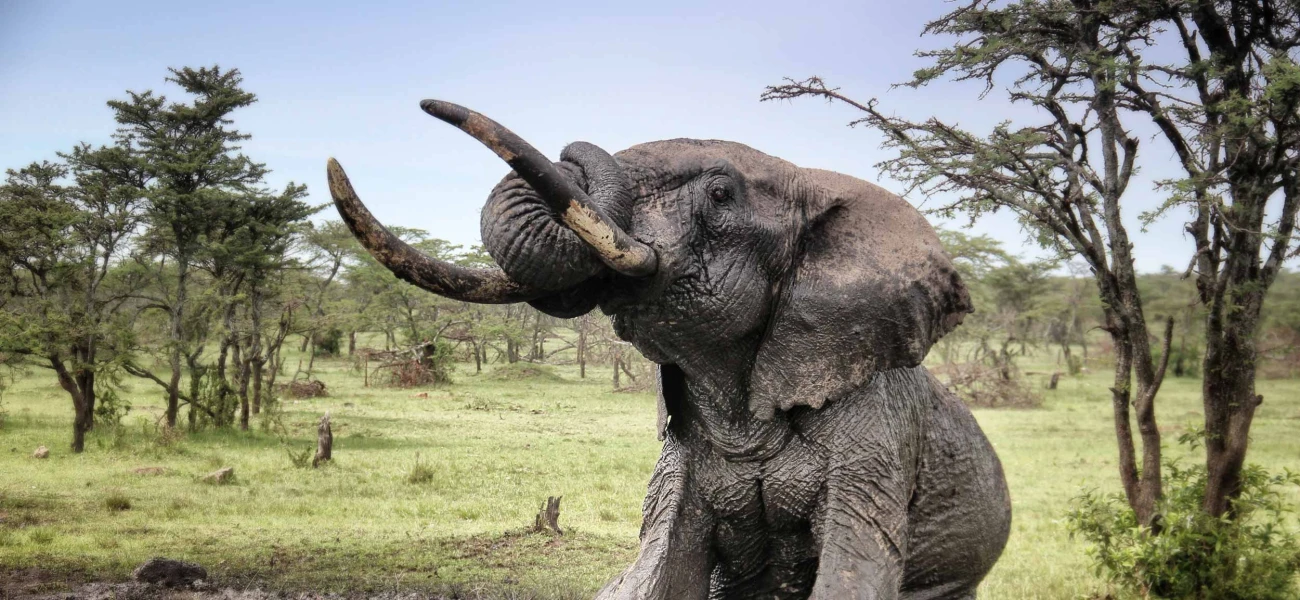 Elephants