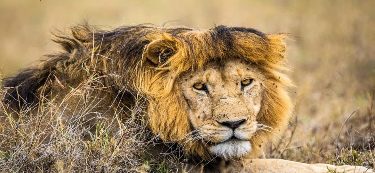 Lion