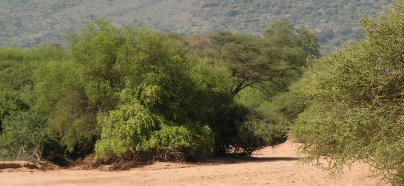 Hadzabe