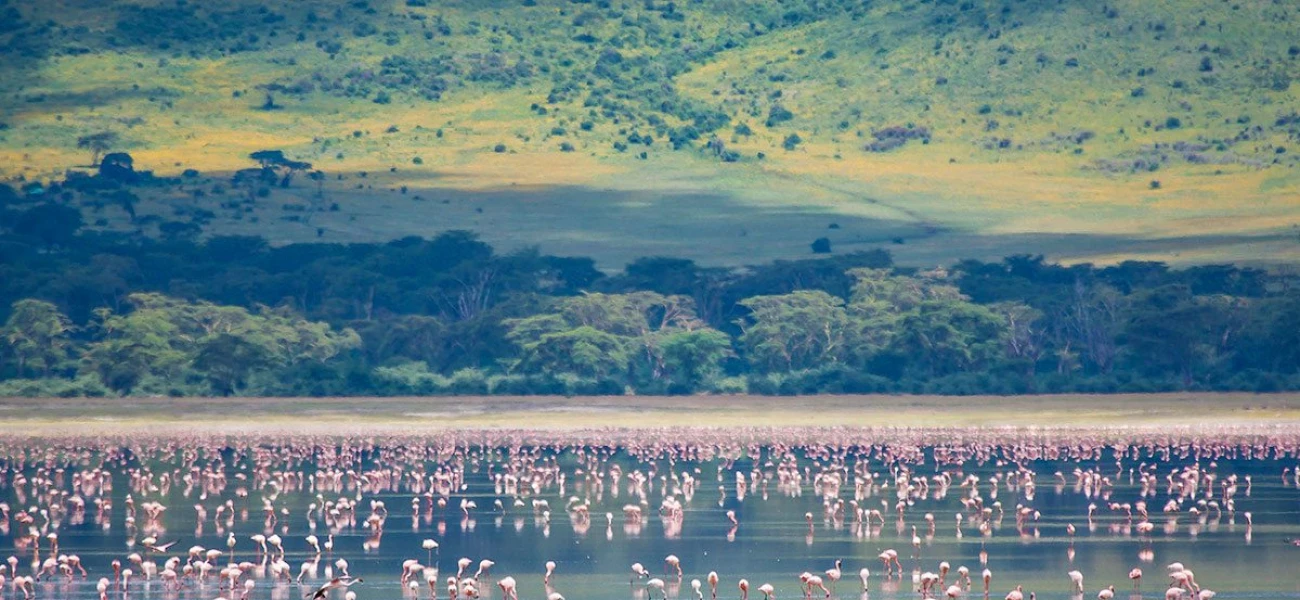 Bird Watcher Paradise