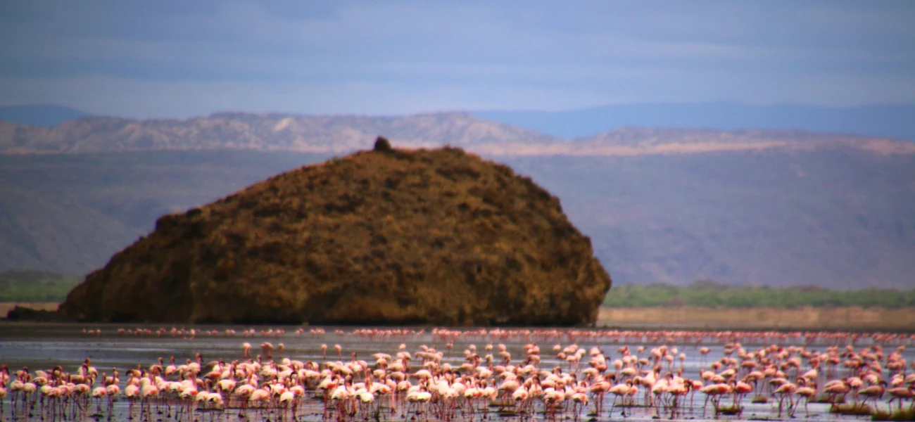 Bird Watcher Paradise