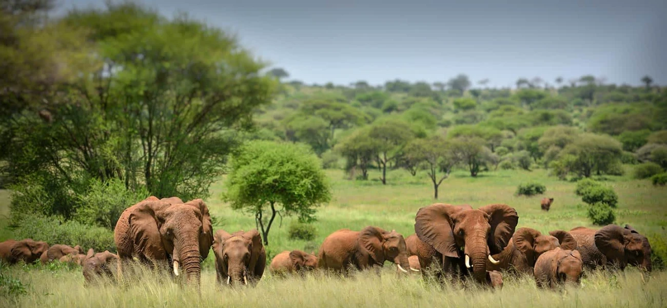 Elephants