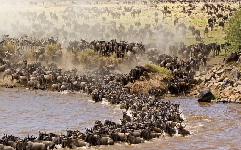 Great Serengeti Migration