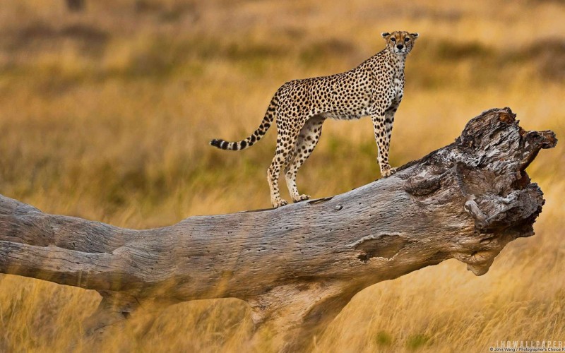 Tanzania  destination ,food and languages