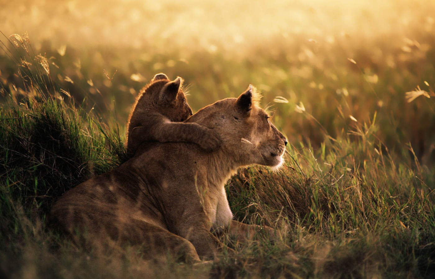 "Explore the Majestic Taratibu adventure africa"