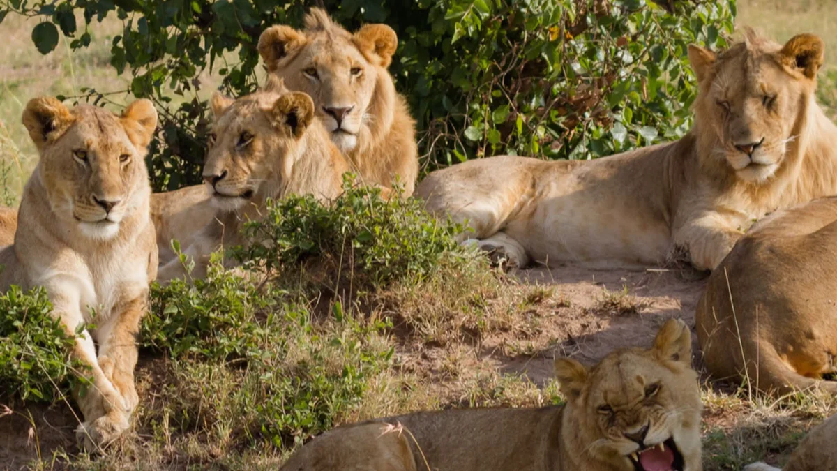 Our home is Tanzania